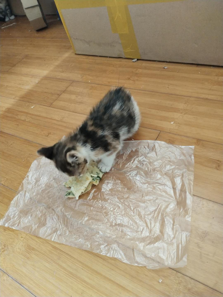 �����һ�¶��Сè��