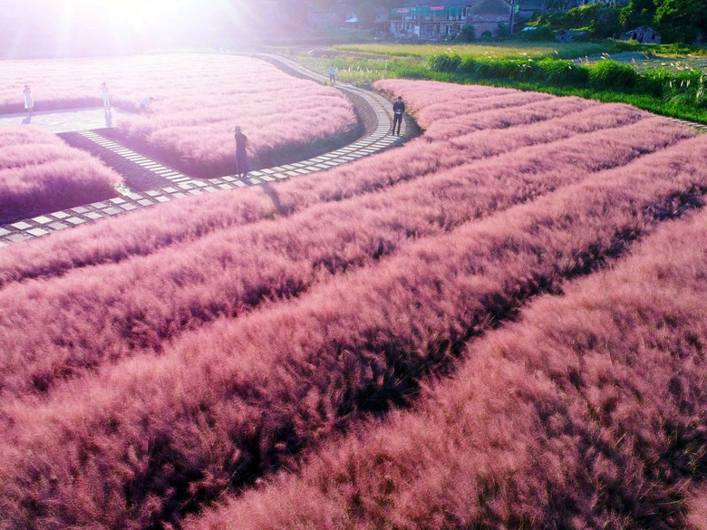 台州有一片粉红色的粉黛乱子草开了免费