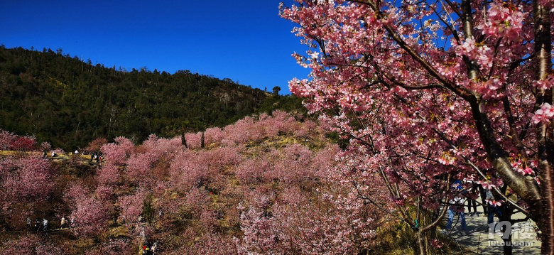 雁楠逸园樱花