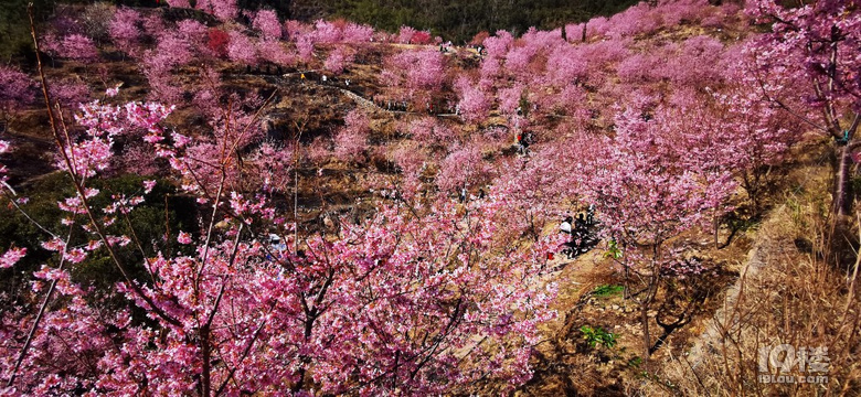 雁楠逸园樱花