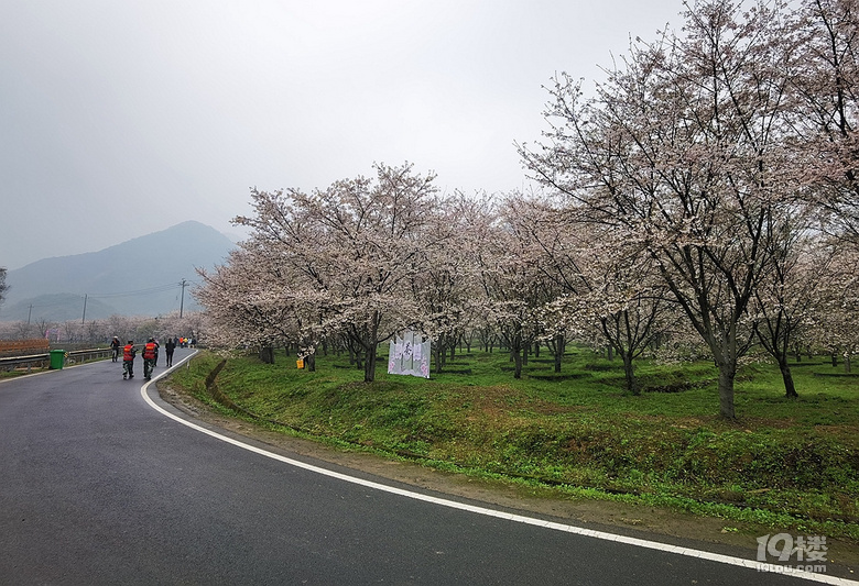 张村樱花谷