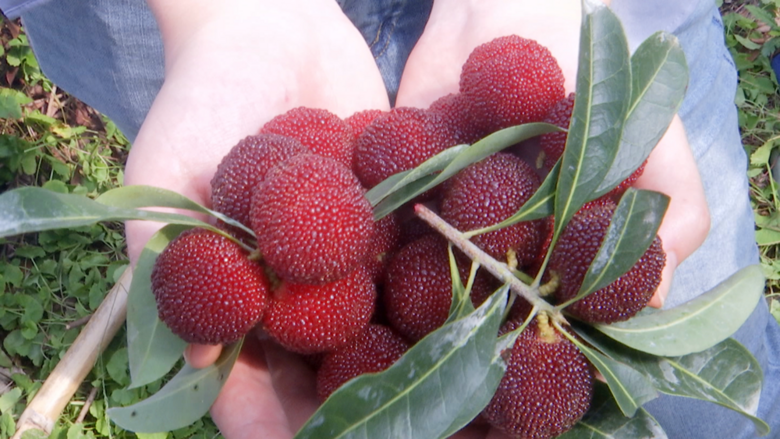 每公斤80元台州人爱吃的杨梅提前上市了