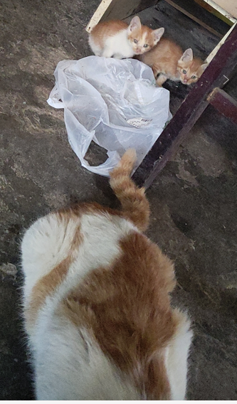 ��԰è��������