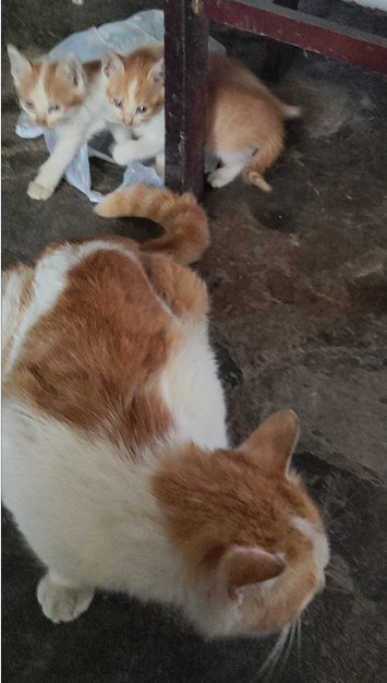 ��԰è��������