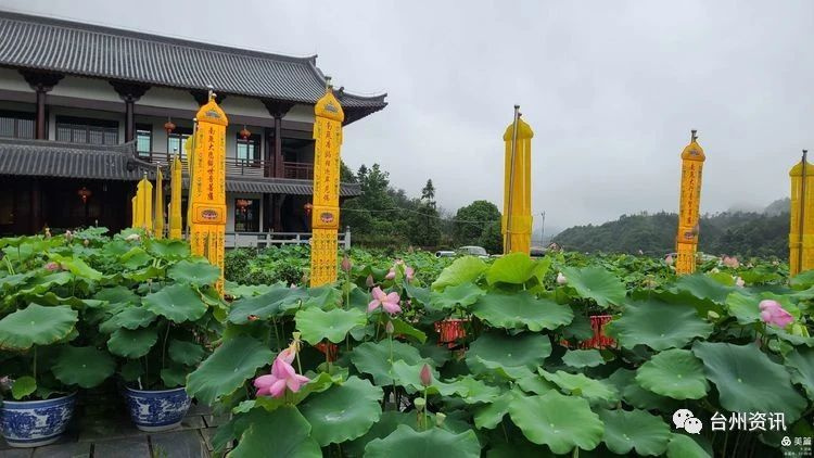 世所罕见天台山护国寺发现8株并蒂莲