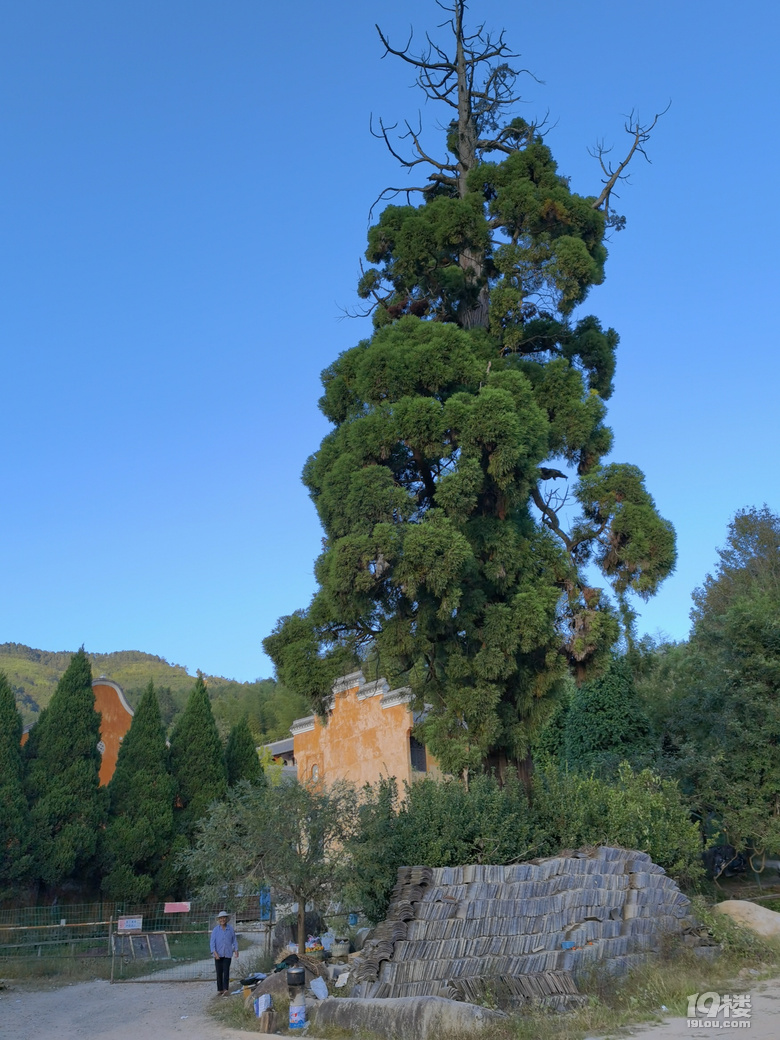 万年寺外面820年树龄的大柳杉