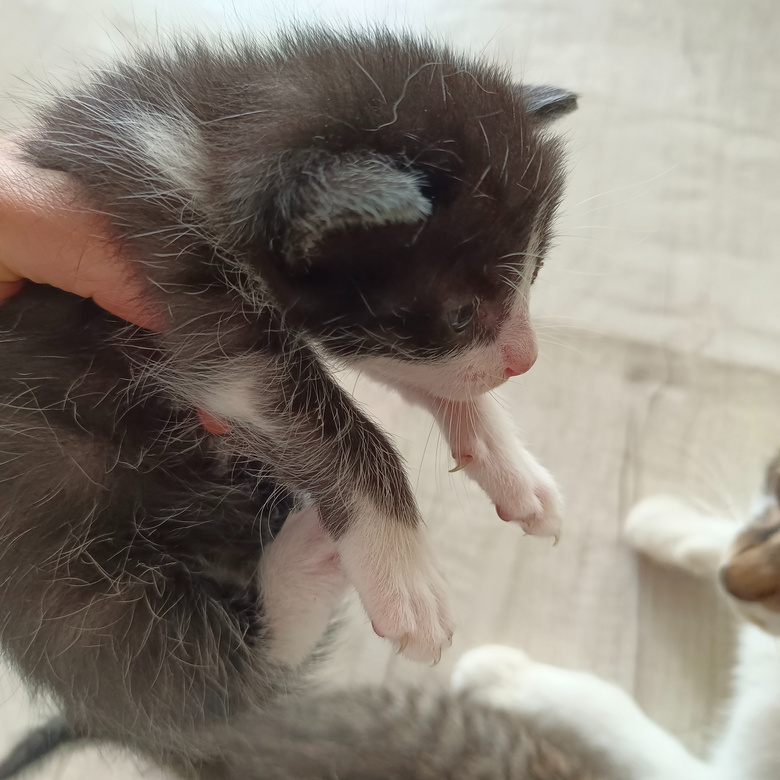 ����ͼ�������è��