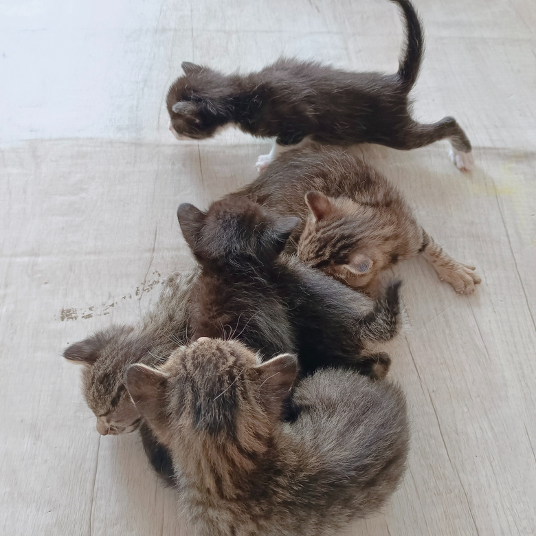 ����ͼ�������è��