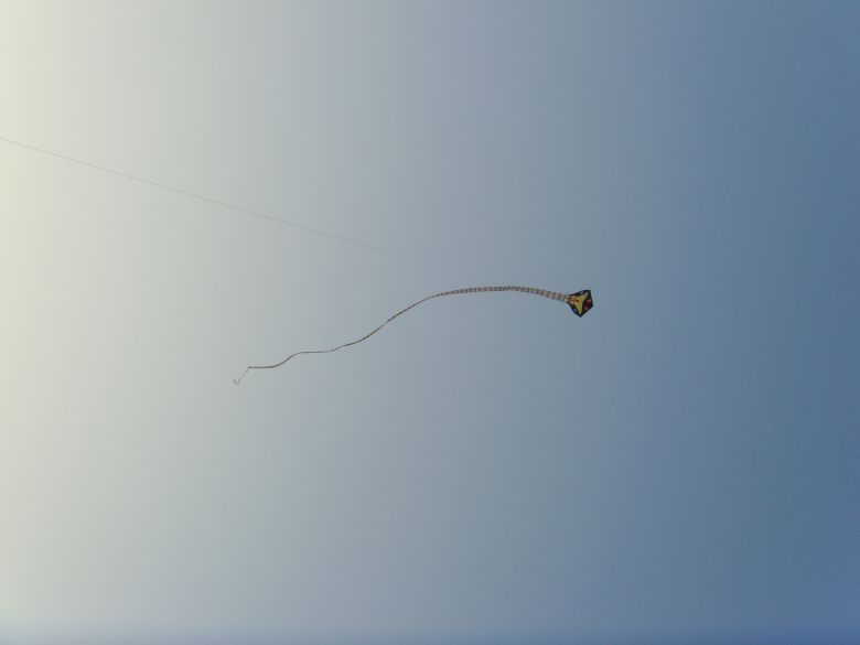 大家有没有见过会飞的蛇`30多米长-讲白搭-台州19楼