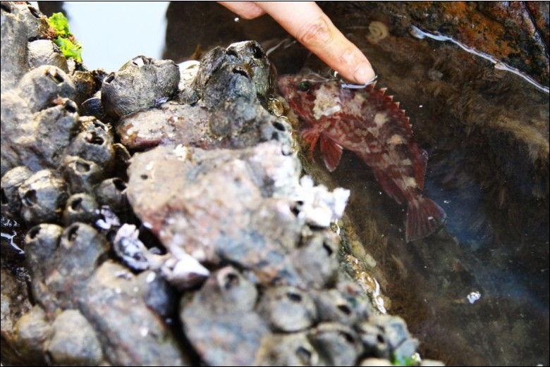 想去椒江大陈岛的一起GO-台州旅游-台州19楼