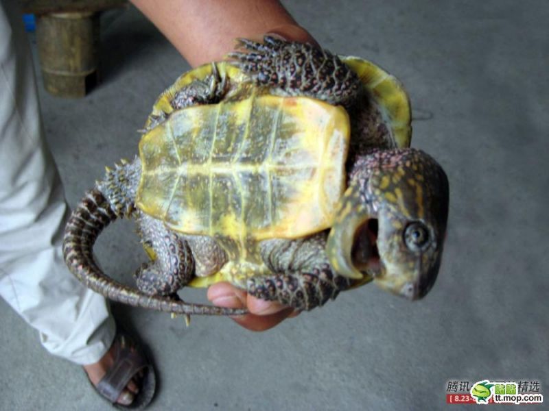 江西发现罕见野生鹰嘴龟-讲白搭-台州19楼