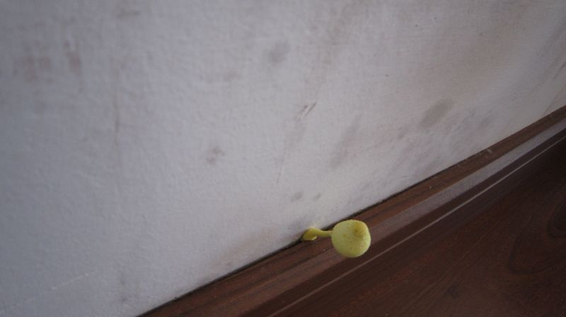 家里的墙上长了黄色的小蘑菇-讲白搭-台州19楼