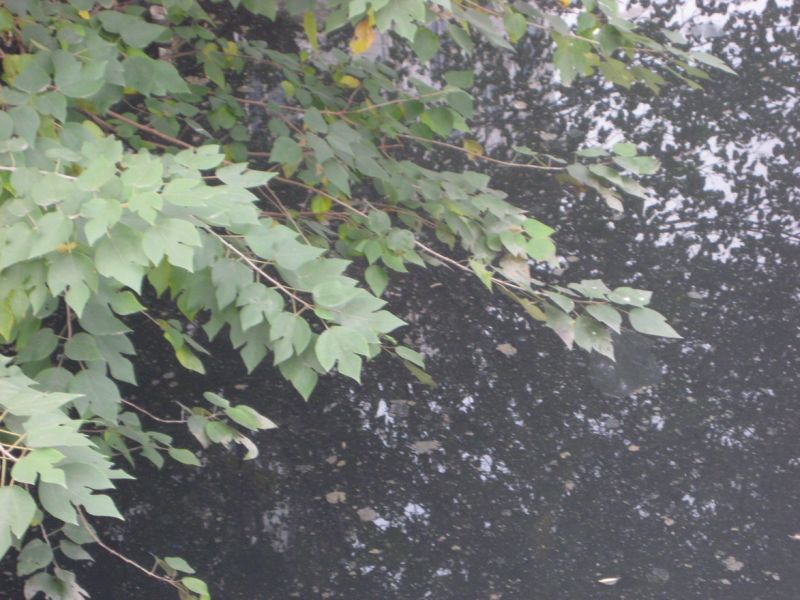 黄岩的黑河--东官河(臭水沟)-讲白搭-台州19楼