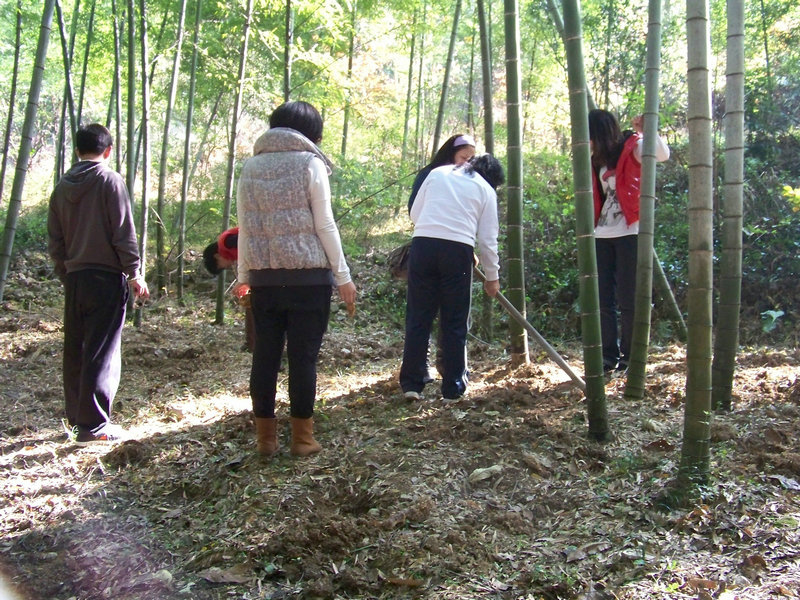--12月5日挖冬笋+茶辽枫岭---活动-台州旅游-台州19楼