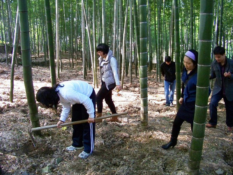 --12月5日挖冬笋+茶辽枫岭---活动-台州旅游-台州19楼