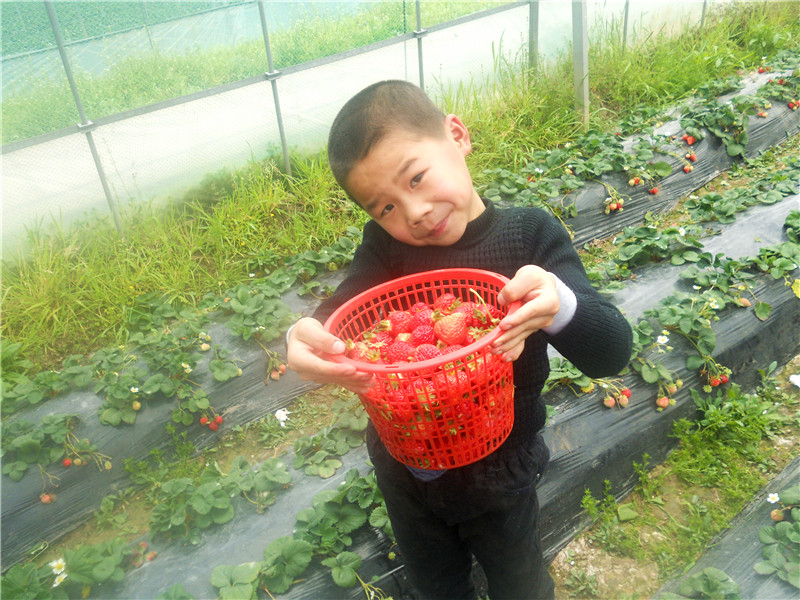 金泉农庄摘草莓了-台州旅游-台州19楼
