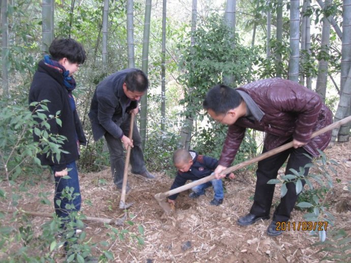 挖笋时节挖笋游-发起活动-孩爸妈聊天室-台州1