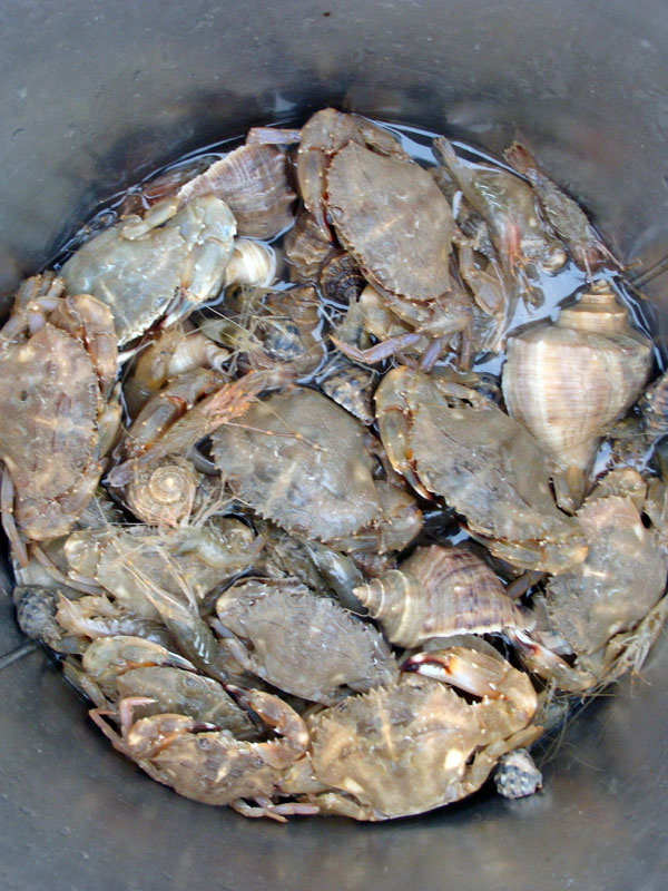 ■■5月4日 自驾车组织去三山钓【岩头蟹】■