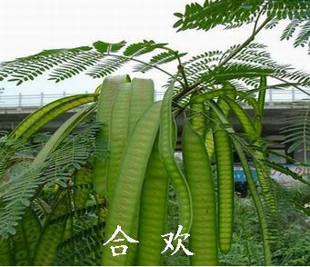 原合欢树