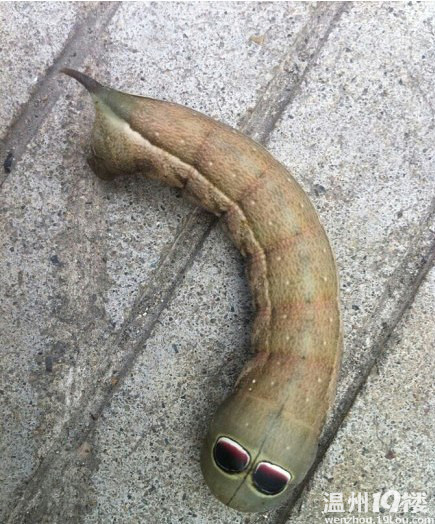 墨镜虫虫非豆虫,不能<em>吃</em>-热点爆料-温州散讲-温