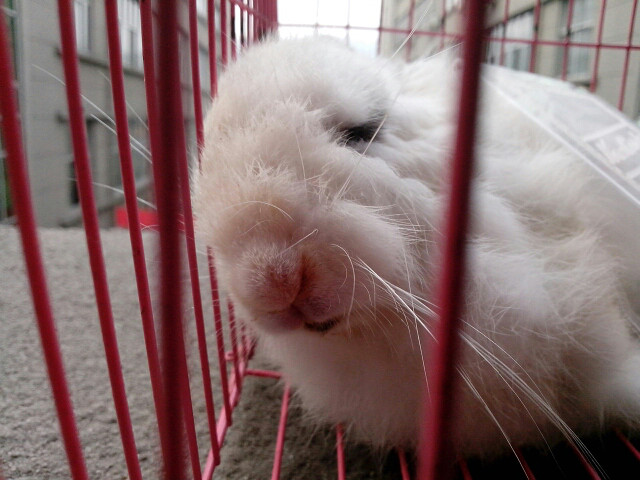 兔子咬人后续。被我的血液中毒而死。-温州散