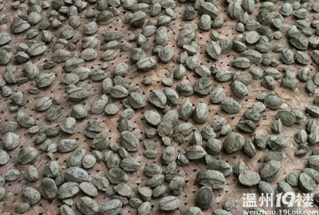 有没有收购石磺干,海癞子干的-说身边事-温州散