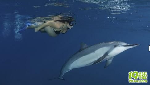 夏威夷两孕妇下海游泳 引来海豚同游(图)-温州