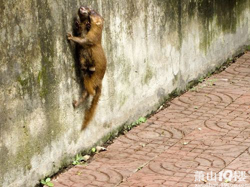北干一苑看到两只黄鼠狼太震撼了-我听说的-花
