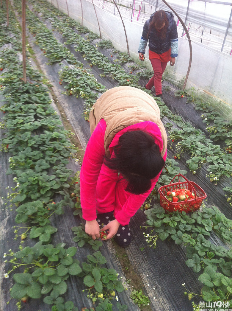 摘草莓的季节又到啦~-花边萧息-萧山19楼