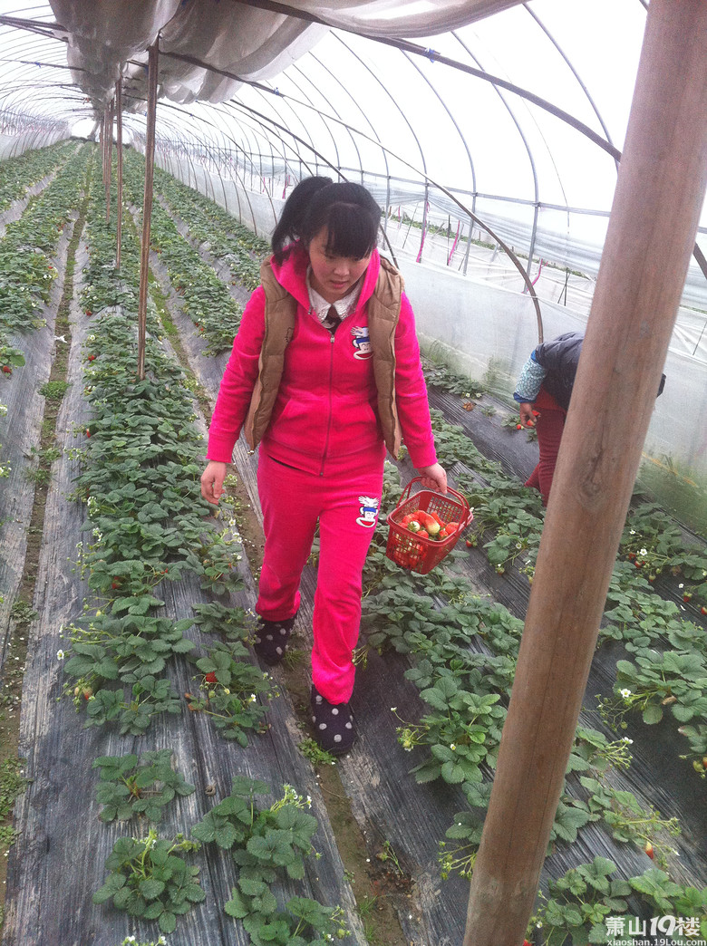 摘草莓的季节又到啦~-花边萧息-萧山19楼