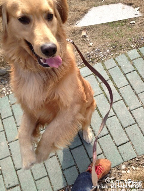 萧山镇衙前镇明华村4.26日丢失一岁公金毛至今