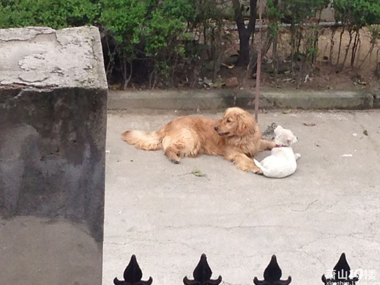 萧山镇衙前镇明华村4.26日丢失一岁公金毛至今