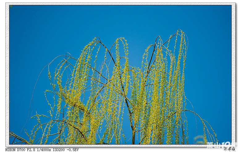 【约会春天】柔柔轻风扶细柳-我拍我秀-摄影俱