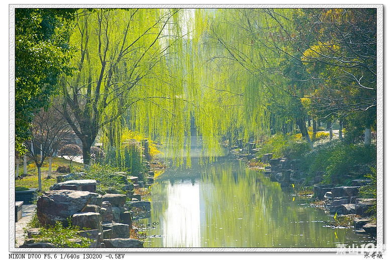 【约会春天】柔柔轻风扶细柳-我拍我秀-摄影俱