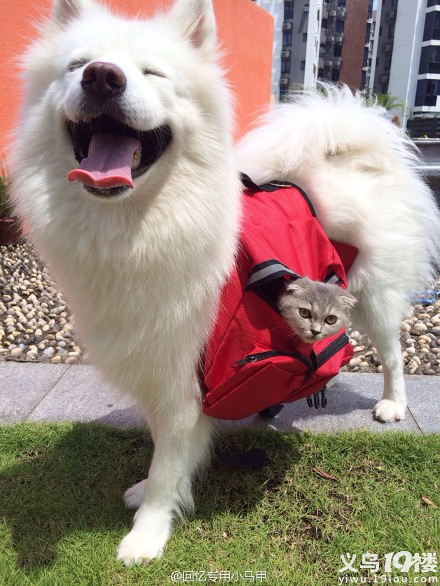 <em>端午</em>妞妞携马建国的二逼生活(一猫一狗一人)-宠