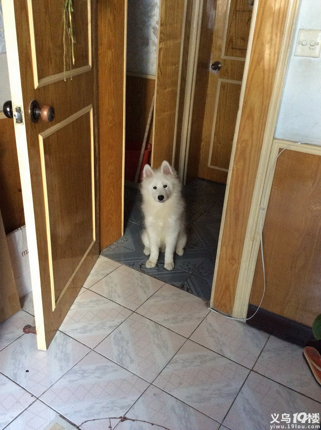 因工作调动给我家5个月萨摩GG找新主人-宠物