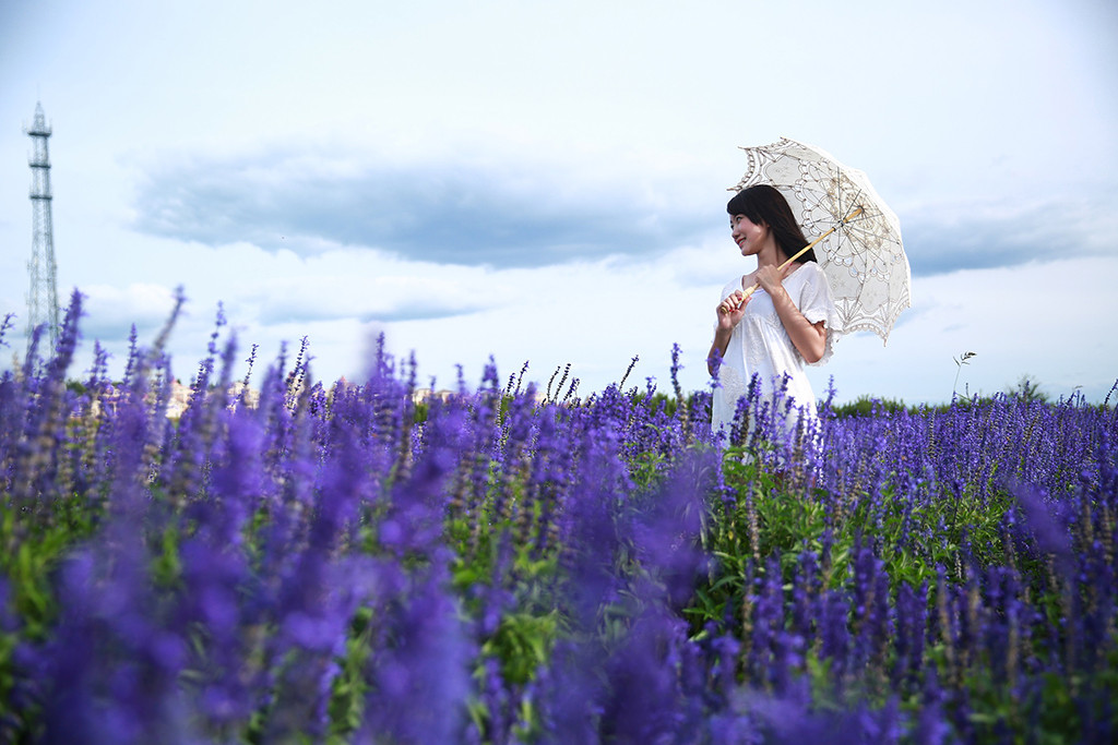 三毛摄影——薰衣草-我的写真-我要结婚-19楼长春站