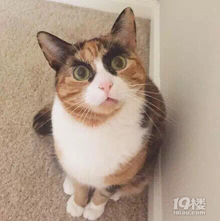 这只猫咪天生浓眉大眼,整天都是一本正经的表情,你们感受下.