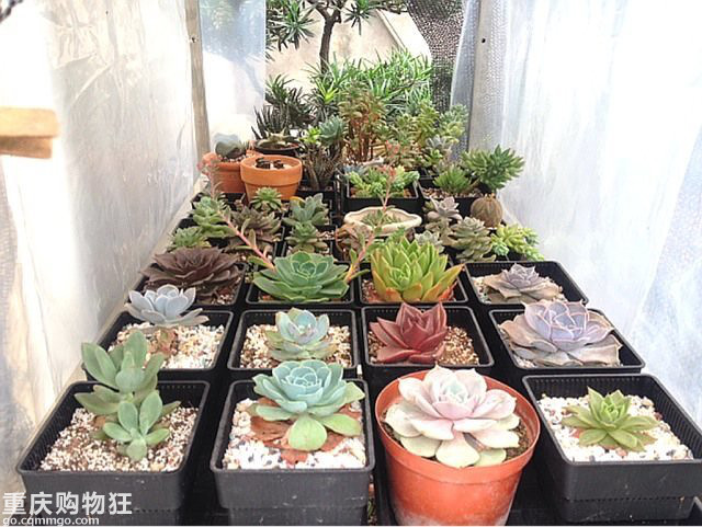 天台爱情多肉花园 改造记 第1阶段 创意diy 家居装修 重庆购物狂