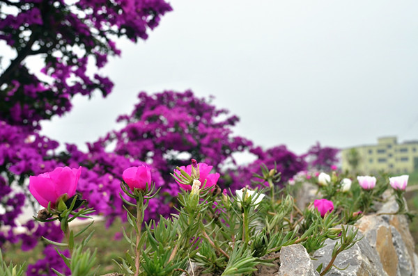 ��2014�����컨�Ⱦ�ѡͼ����