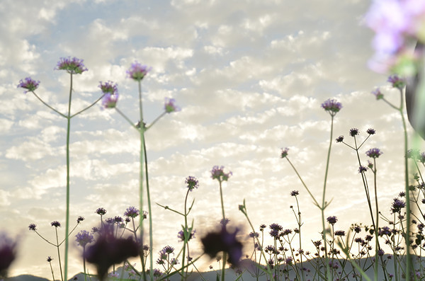 ��2014�����컨�Ⱦ�ѡͼ����