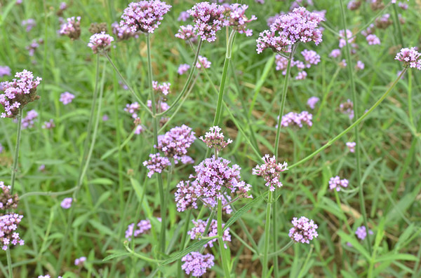 ��2014�����컨�Ⱦ�ѡͼ����