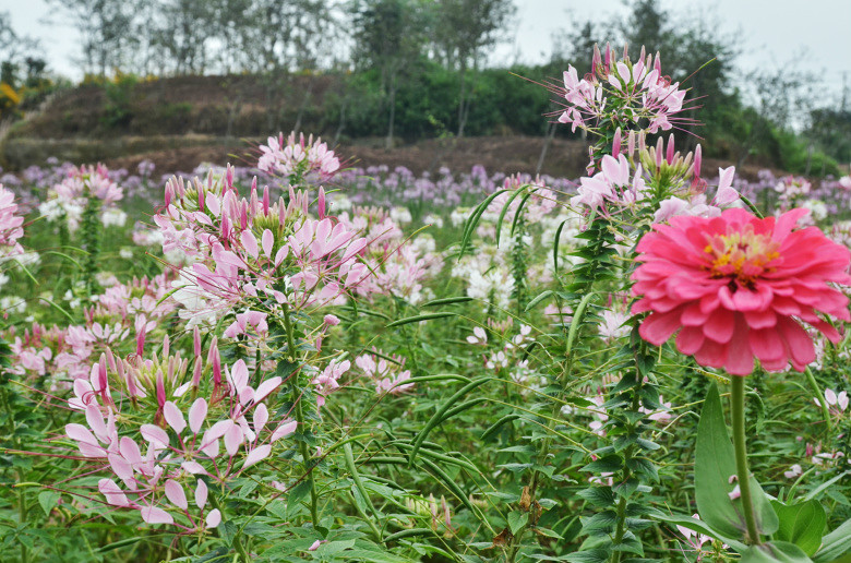 ��2014�����컨�Ⱦ�ѡͼ����