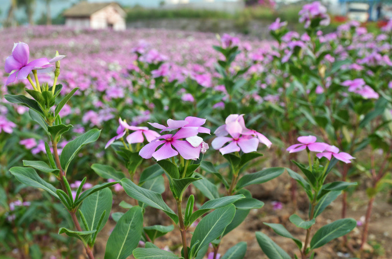 ��2014�����컨�Ⱦ�ѡͼ����