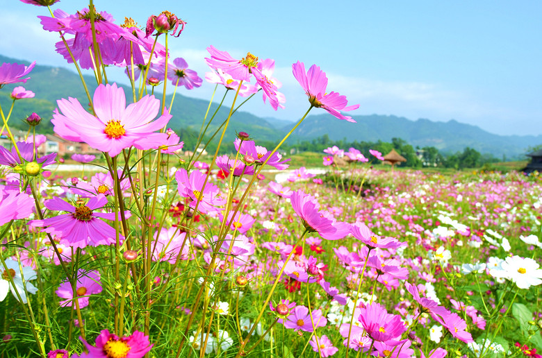 ��2014�����컨�Ⱦ�ѡͼ��II��