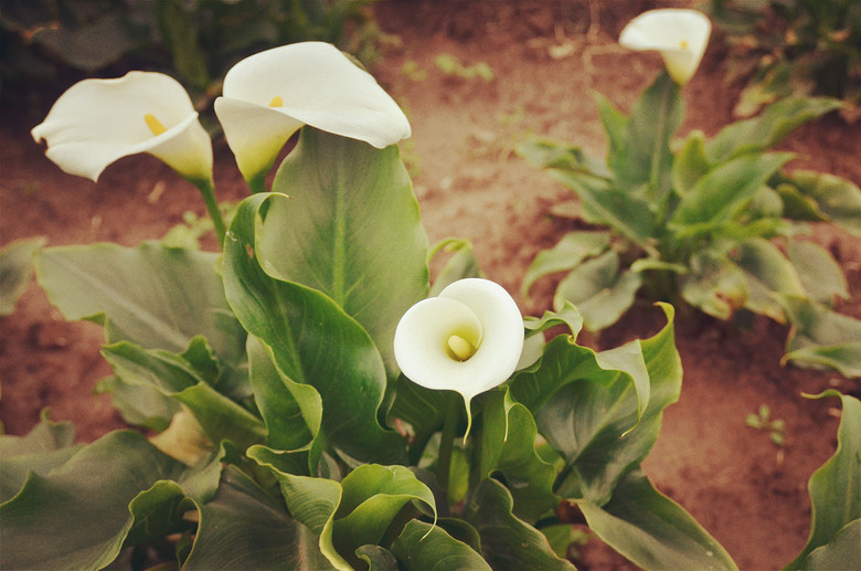 ��2014�����컨�Ⱦ�ѡͼ��VII��