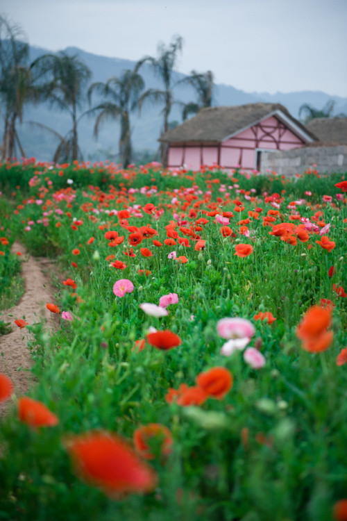 ��2014�����컨�Ⱦ�ѡͼ��IV��