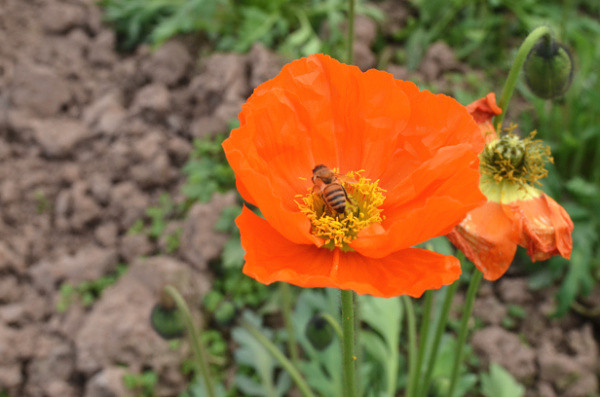 ��2014�����컨�Ⱦ�ѡͼ��IV��