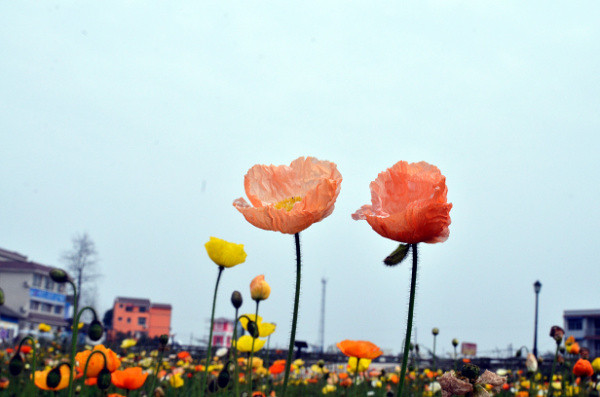 ��2014�����컨�Ⱦ�ѡͼ��IV��