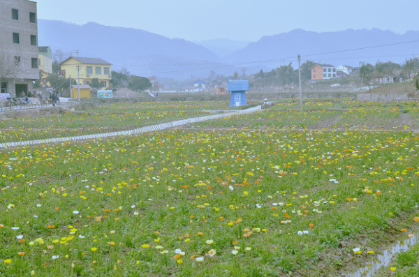 ��2014�����컨�Ⱦ�ѡͼ��IV��